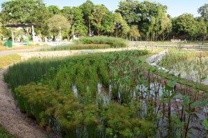 Công nghệ Wetland, công nghệ xử lý nước thải bằng sinh thực vật